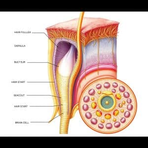 فولیکول مو چیست و چگونه فولیکول مو را تقویت کنیم